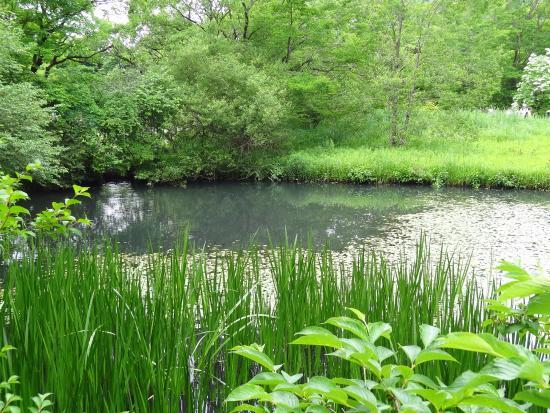 Hakone Botanical Garden of Wetlands